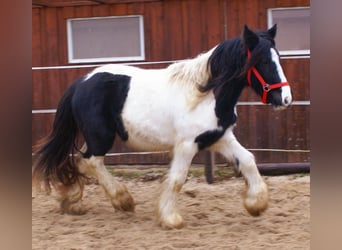 Gypsy Horse, Mare, 3 years, 13,1 hh, Pinto