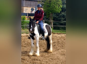 Gypsy Horse, Mare, 3 years, 13.1 hh, Pinto