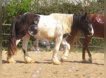 Gypsy Horse, Mare, 3 years, 13.1 hh, Pinto