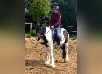 Gypsy Horse, Mare, 3 years, 13.1 hh, Pinto