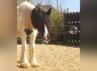 Gypsy Horse, Mare, 3 years, 13.1 hh, Pinto