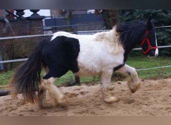 Gypsy Horse, Mare, 3 years, 13,1 hh, Pinto