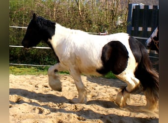 Gypsy Horse, Mare, 3 years, 13.1 hh, Pinto