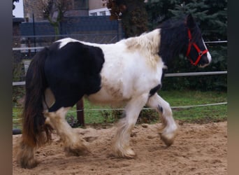 Gypsy Horse, Mare, 3 years, 13,1 hh, Pinto