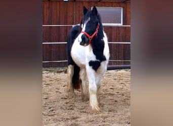 Gypsy Horse, Mare, 3 years, 13,1 hh, Pinto