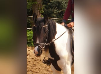 Gypsy Horse, Mare, 3 years, 13.1 hh, Pinto
