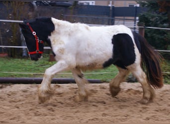 Gypsy Horse, Mare, 3 years, 13,1 hh, Pinto