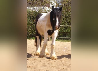 Gypsy Horse, Mare, 3 years, 13.1 hh, Pinto