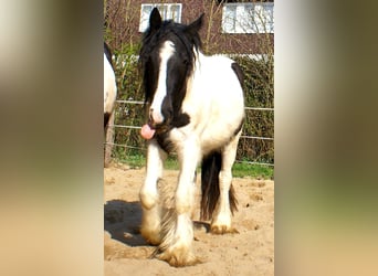 Gypsy Horse, Mare, 3 years, 13.1 hh, Pinto