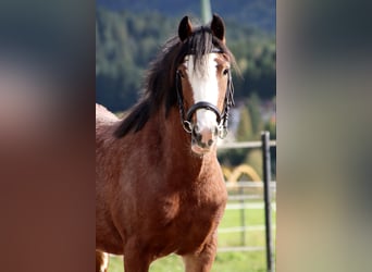 Gypsy Horse, Mare, 3 years, 13.1 hh, Sabino