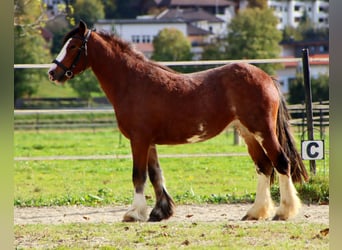 Gypsy Horse, Mare, 3 years, 13.1 hh, Sabino