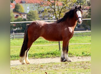 Gypsy Horse, Mare, 3 years, 13.1 hh, Sabino