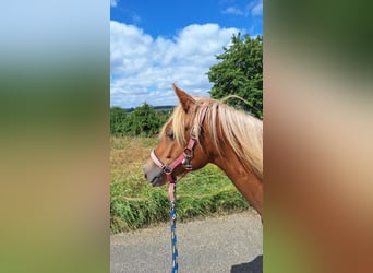 Gypsy Horse Mix, Mare, 3 years, 13.2 hh, Chestnut-Red