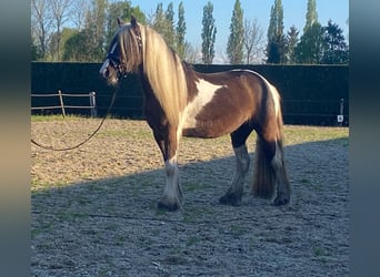 Gypsy Horse, Mare, 3 years, 13.2 hh, Smoky-Black