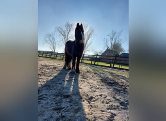 Gypsy Horse, Mare, 3 years, 13 hh, Bay-Dark