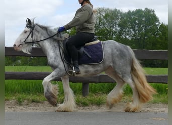 Gypsy Horse, Mare, 3 years, 13 hh, Roan-Blue