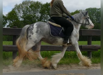 Gypsy Horse, Mare, 3 years, 13 hh, Roan-Blue