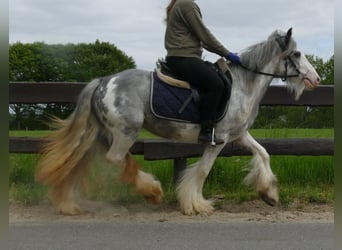Gypsy Horse, Mare, 3 years, 13 hh, Roan-Blue
