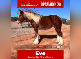 Gypsy Horse, Mare, 3 years, 13,3 hh, Chestnut