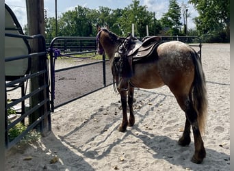 Gypsy Horse Mix, Mare, 3 years, 13,3 hh