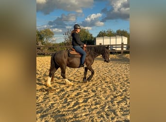 Gypsy Horse, Mare, 3 years, 14.1 hh, Black