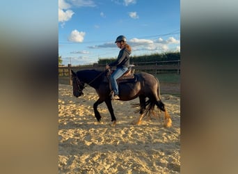 Gypsy Horse, Mare, 3 years, 14.1 hh, Black