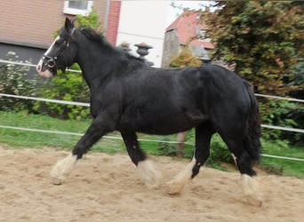 Gypsy Horse, Mare, 3 years, 14.1 hh, Black
