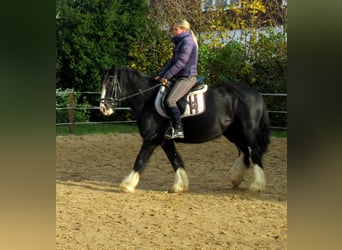 Gypsy Horse, Mare, 3 years, 14.1 hh, Black