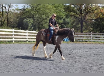 Gypsy Horse Mix, Mare, 3 years, 14.1 hh, Grullo