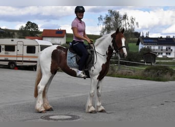 Gypsy Horse, Mare, 3 years, 14.1 hh, Pinto