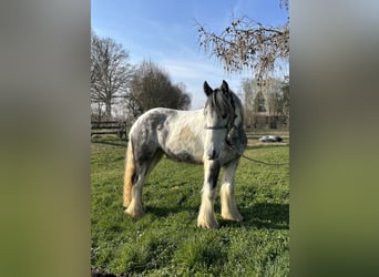 Gypsy Horse, Mare, 3 years, 14.1 hh, Pinto