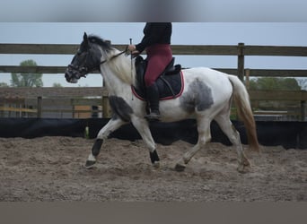 Gypsy Horse, Mare, 3 years, 14.2 hh, Pinto