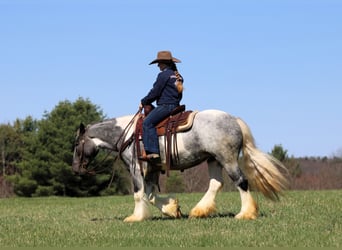 Gypsy Horse, Mare, 3 years, 14.2 hh, Pinto