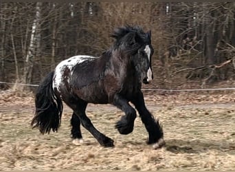 Gypsy Horse, Mare, 3 years, 14.3 hh