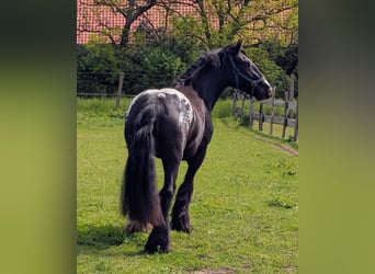 Gypsy Horse, Mare, 3 years, 14.3 hh, Leopard-Piebald