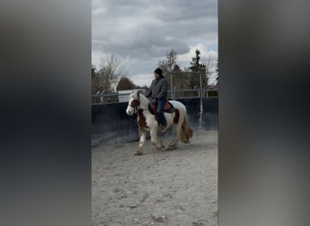 Gypsy Horse, Mare, 3 years, 14,1 hh, Pinto