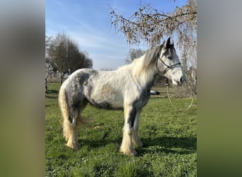 Gypsy Horse, Mare, 3 years, 14,1 hh, Pinto