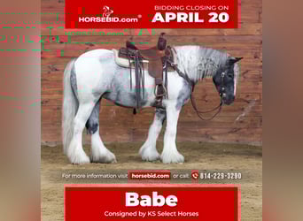 Gypsy Horse, Mare, 3 years, 14,2 hh, Pinto