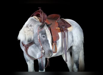 Gypsy Horse, Mare, 3 years, 14,2 hh, Pinto