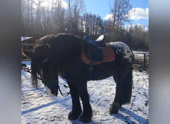 Gypsy Horse, Mare, 3 years, 14,3 hh