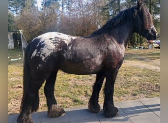 Gypsy Horse, Mare, 3 years, 14,3 hh