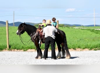 Gypsy Horse, Mare, 3 years, Black