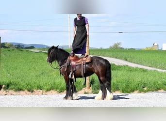 Gypsy Horse, Mare, 3 years, Black