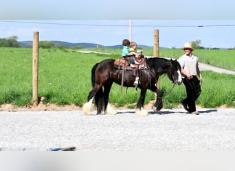Gypsy Horse, Mare, 3 years, Black
