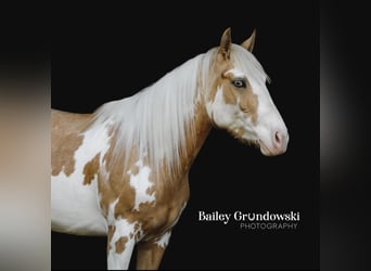 Gypsy Horse, Mare, 3 years, Palomino