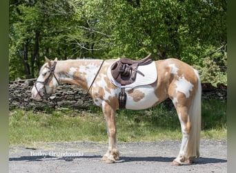 Gypsy Horse, Mare, 3 years, Palomino