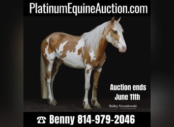 Gypsy Horse, Mare, 3 years, Palomino