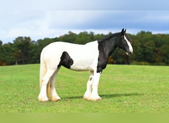 Gypsy Horse, Mare, 3 years, Pinto