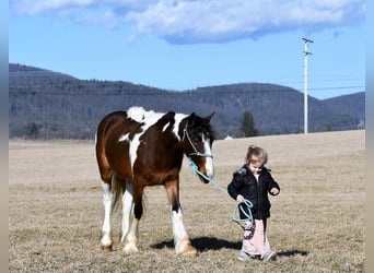 Gypsy Horse, Mare, 3 years