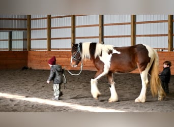 Gypsy Horse, Mare, 3 years